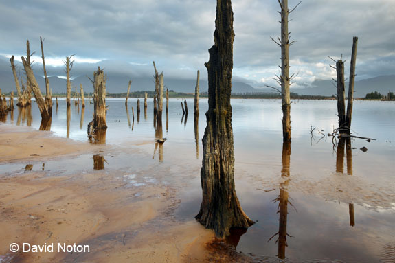 EOS_5DS_Sample_David_Noton_14-24mm_trees_in_water